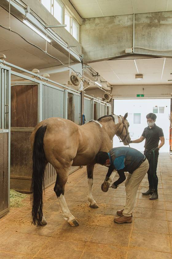 마방을 나서기 전 말 관리사에게 몸단장을 받는 다이아. 말 관리사는 말의 식사는 물론 건강관리까지 책임지는 엄마 같은 존재다.