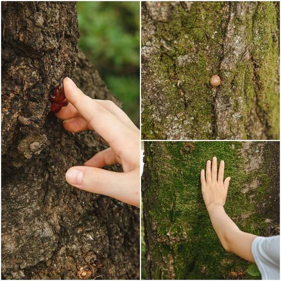 나무에서 나온 수액, 어치(산까치)가 나무 틈에 숨겨둔 열매, 나무가 살기 적합한 환경인지 가늠할 수 있는 지표인 이끼.(맨 왼쪽 사진부터 시계방향으로) 평소 무심히 지나쳤던 나무에 가까이 다가가 관찰하면 여러 가지 모습을 볼 수 있다.