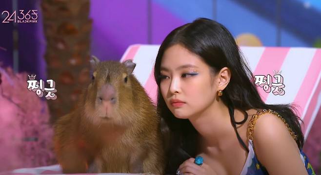 카피바라는 온순하고 친화력이 좋아 사람과도 잘 어울린다. 걸그룹 블랙핑크의 멤버 제니와 함께 뮤직비디오에 등장하기도 했다. 블랙핑크 유튜브 캡처