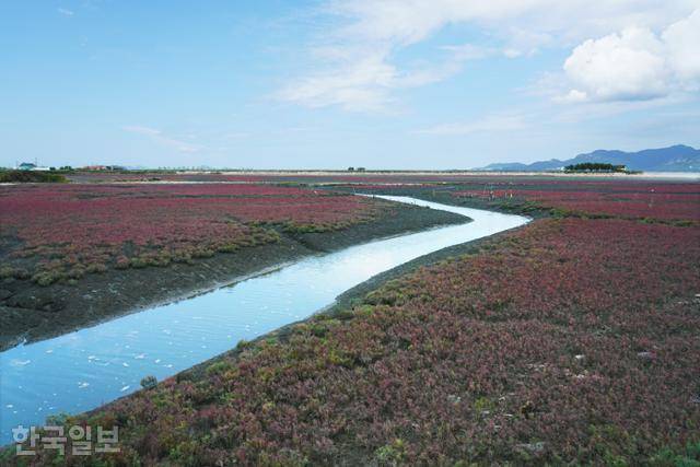 고창갯벌 일부를 덮은 칠면초가 붉게 물들어 있다.