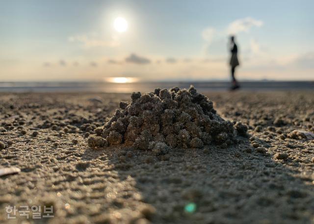 갯벌에 서식하는 생물이 동호해수욕장 해변에 몽글몽글하게 모래를 뭉쳐 놓았다.