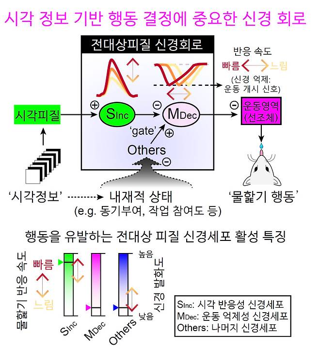 전대상 피질에서 시각-운동 변환이이뤄지는 신경 메커니즘에 대한 모식도