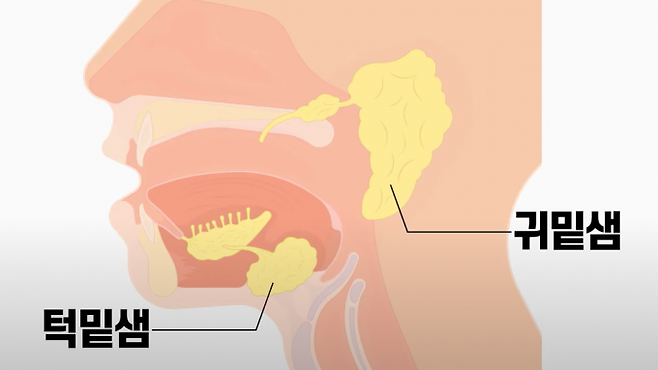 ‘침샘’은 귀밑, 턱밑, 혀밑 등에 분포한다.  [사진=강동경희대병원]