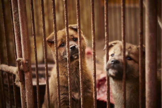 2017년 식용개 농장 개들이 철창 밖을 내다보고 있다. 휴메인소사이어티인터내셔널 제공