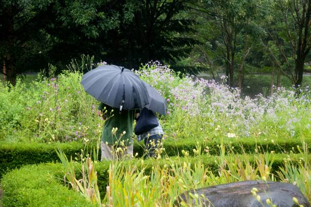 비 오는 날 수목원을 찾은 관람객들이 벌개미취 등 야생화를 관찰하고 있다.