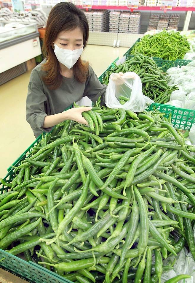 1일, 농협하나로마트 양재점(서울 서초구 소재) 신선채소 매장에서 장을 보러온 고객이 풋고추를 담고 있다.