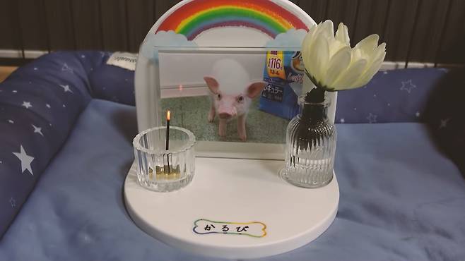 유튜브 ‘100일 후에 먹히는 돼지’ 100번째 영상