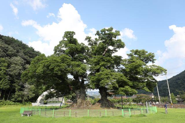 두 그루가 짝을 이루고 있는 야사리느티나무. ⓒ박준규