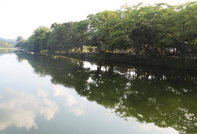 동복면 둔동마을 앞 연둔리숲정이. 1500년경 조성한 인공조림이다. ⓒ박준규