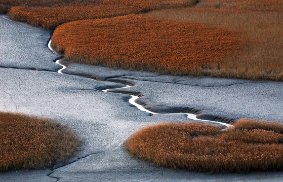 전남 순천만 갈대밭 갯벌. 누렇게 익은 갈대와 물 빠진 진흙 뻘이 강렬한 대비를 이룬다.