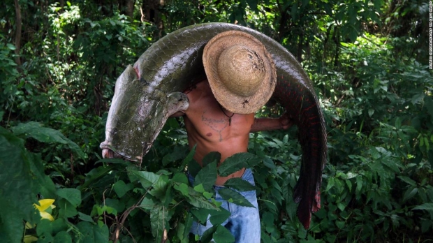 ‘아마존의 대구’라고도 불리는 피라루쿠는 예부터 아마존강 유역 원주민의 주요 식량원이었다. 비늘은 구두주걱이나 빗 등 생활용품에 활용되는 등 버릴 게 없는 생선이었다.