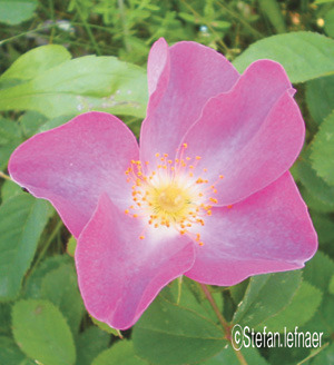 로사 갈리카(Rosa gallica)