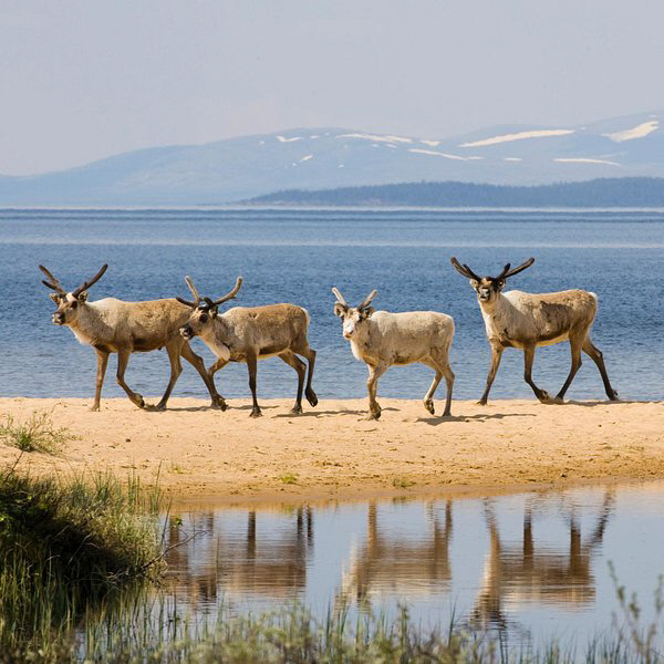 Engerdal의 순록, 사진: Engerdal Turistkontor