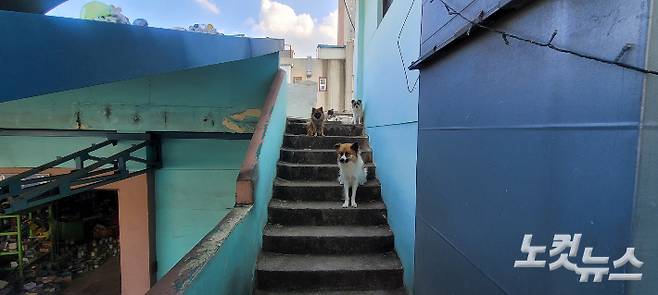 해당 자동차정비소 건물 옥상으로 이어지는 계단에 개들이 취재진의 인기척을 느끼고 몰려들고 있다. 박창주 기자