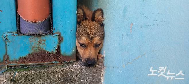 A씨가 키우는 개 한마리가 건물 옥상으로 이어지는 출입문 틈에 고개를 내밀고 있는 모습. 박창주 기자