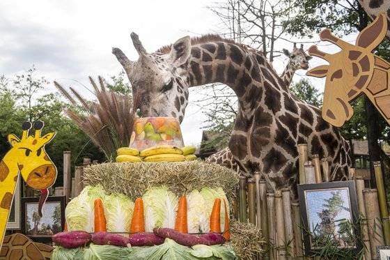 35번째 생일을 맞은 용인 에버랜드의 기린 장순이. 1986년생인 장순이는 사람으로 따지면 100세 생일을 맞은 것이다. 에버랜드