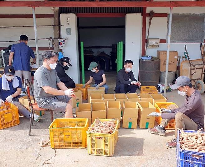 NH농협무역 임직원들이 지난 9일 충남 당진 고구마 재배농가를 방문하여 고구마 수확 일손돕기를 실시했다.(오른쪽 두번째 NH농협무역 김재기 대표이사) 농협 제공
