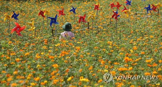 주황색 초가을 (서울=연합뉴스) 류영석 기자 = 초가을 날씨가 이어지는 10일 오후 서울 올림픽공원 들꽃마루에 주황색 코스모스들이 피어 있다. 2021.9.10 ondol@yna.co.kr