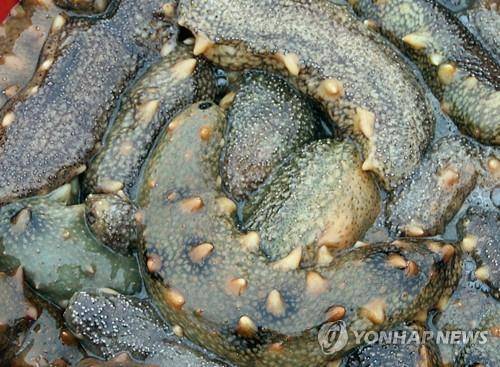 해삼 [촬영 이은파 기자]