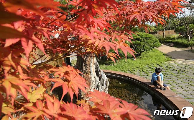 아침 저녁으로 쌀쌀한 날씨를 보이며 가을 문턱이 다가온 3일 대전 서구 한밭수목원에 가을이 물들고 있다. 2021.9.3/뉴스1 © News1 김기태 기자