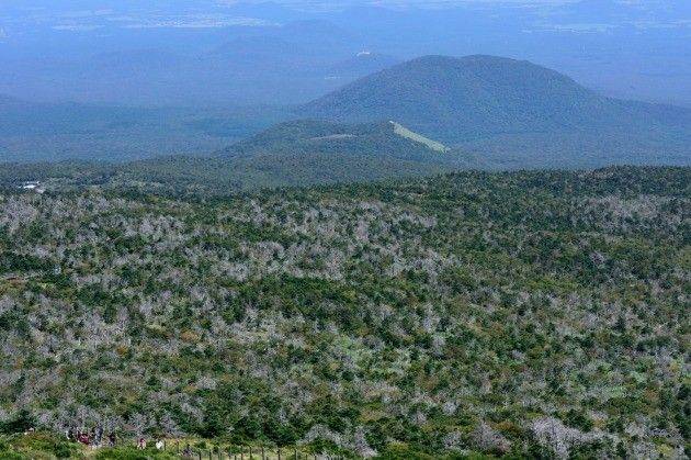 한라산 국립공원 구상나무숲.ⓒ데일리안 DB