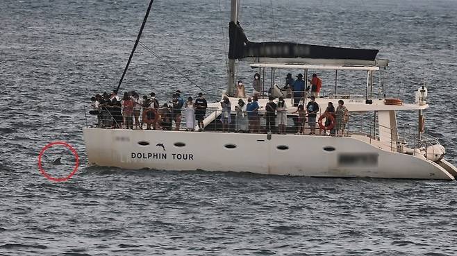 지난 6월14일 단체가 촬영한 대정읍 앞바다. 단체는 코로나19로 관광객들이 몰리며 선박 업체들이 ‘돌고래 50미터 접근 금지’ 가이드라인을 어기는 일도 늘어나고 있다고 지적했다.