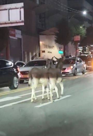 학동역사거리에 나타난 당나귀 2마리 [사진=연합뉴스]
