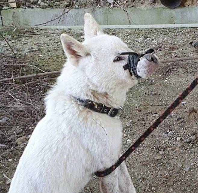 사진=비글구조네트워크 인스타그램