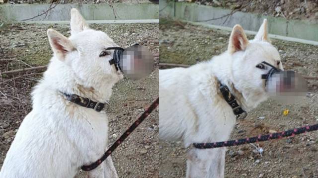 /비글구조네트워크 인스타그램 캡처