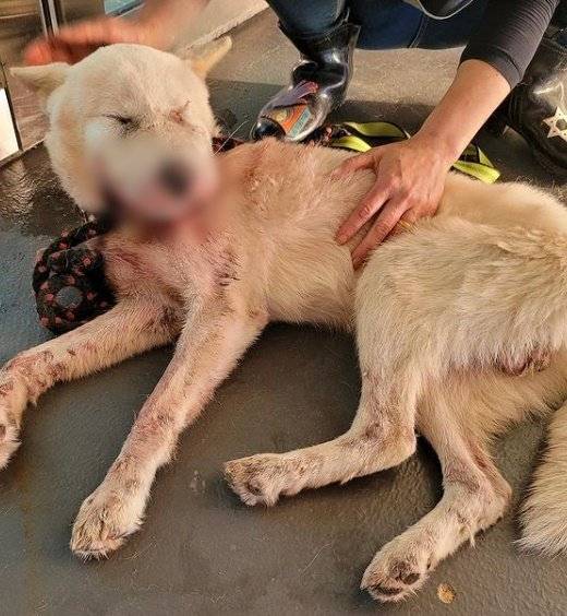 /비글구조네트워크 페이스북 캡처