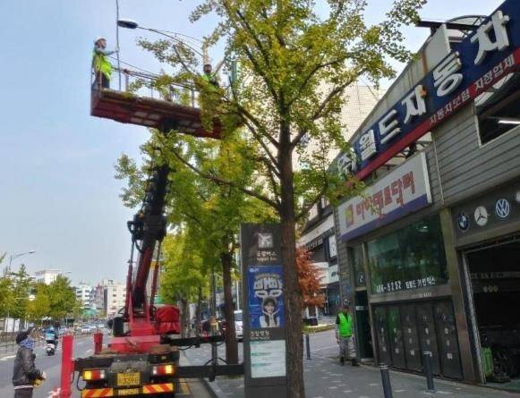은행나무 열매 채취 [서울시 제공. 재판매 및 DB 금지]