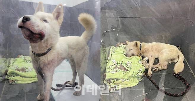 (사진=‘비글구조네트워크’ 공식 인스타그램)