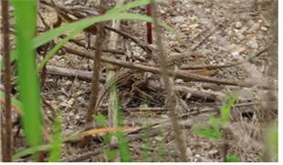 올해 6월 백제보 상류에서 발견된 표범장지뱀. 환경부 제공