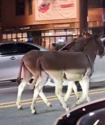 14일 강남구 논현동 학동역 사거리에서 당나귀 2마리가 도로를 누비다 신고 5분 만에 포획됐다. 연합뉴스