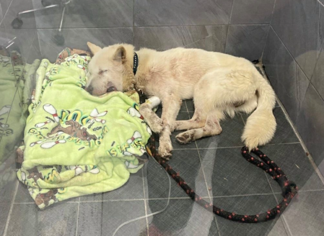 /사진=비글구조네트워크 페이스북 캡처