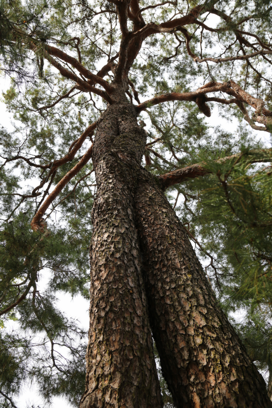 영주 읍내리 연리지 소나무는 줄기 아랫부분부터 접합돼 있어서 연리목이라 부르는 게 맞지만 오랫동안 연리지로 불려왔다.