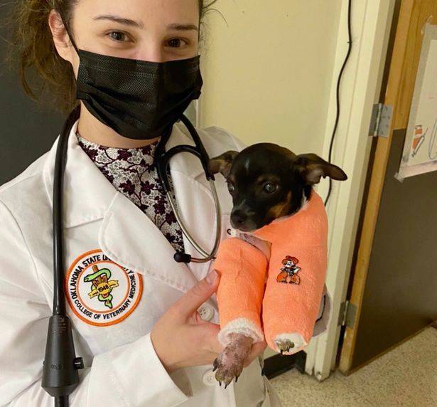 수술을 마친 시기. Oklahoma State Veterinary College