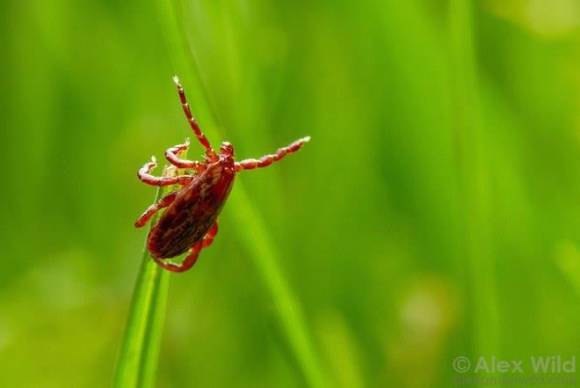 야외 참진드기. [사진=서울아산병원]