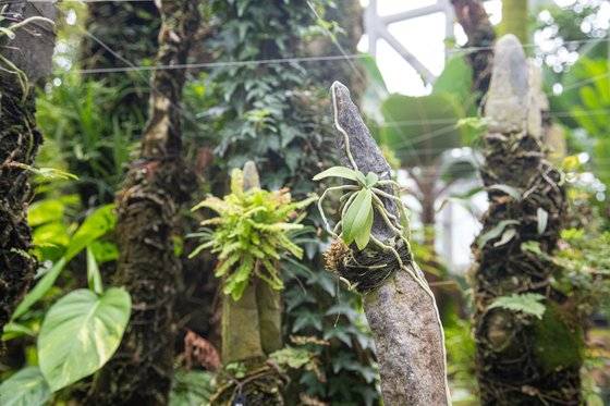 정글돔에는 경남 거제도 이성보씨의 석부작이 전시돼 있다. 길쭉길쭉한 바위에 난과 식물을 식재한 모습이 이채롭다. 최승표 기자