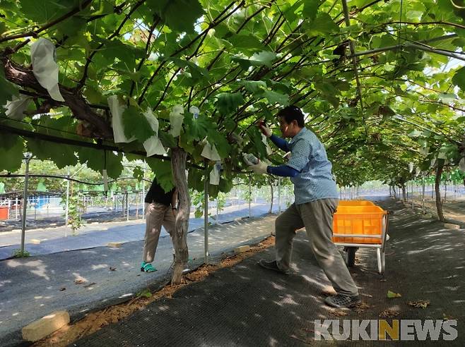 강원 동해시 '수평선' 포도(사진=동해시청 제공)