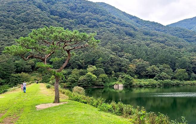 소양제 저수지 둑길의 방탄소년단(BTS) 소나무. 그 때 이후, 주변에 카페도 몇 개 생기고, 앞에 보이는 산길 쪽으로 산책로가 개척됐다.