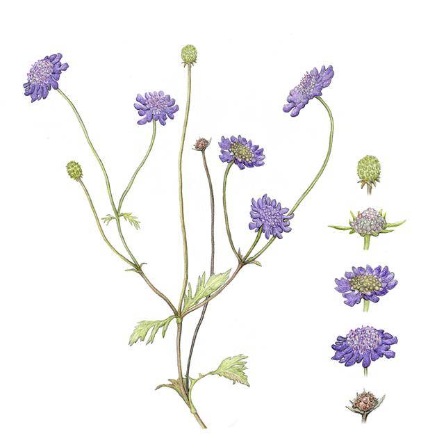 한여름부터 가을까지 꽃이 피는 솔체꽃. 길이가 50㎝ 정도 되는 꽃대 끝에 머리 모양의 꽃이 달린다. 솔체꽃이 바람에 흔들리는 모습은 대표적인 가을 풍경이다.