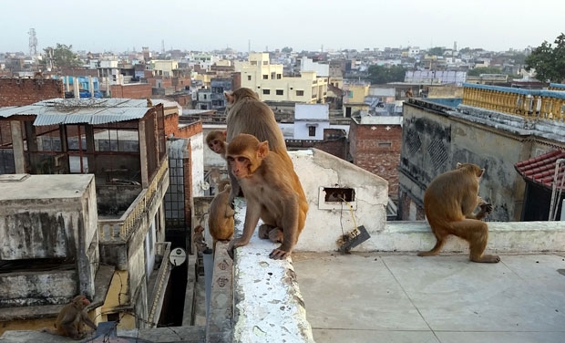 인도 바라나시 지역 가옥에 원숭이떼가 모여 있다. 사진=픽사베이