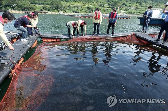 고수온 피해 잘 자라거라 지난달 11일 경남 통영시 한산면 추봉리 예곡마을 앞 해상 가두리 양식장에서 박종원 경남도 경제부지사, 강석주 통영시장, 어민들이 고수온 폐사가 발생하기 전 어린 쥐치 10만 마리를 미리 풀어주고 있다. [연합뉴스 자료사진]