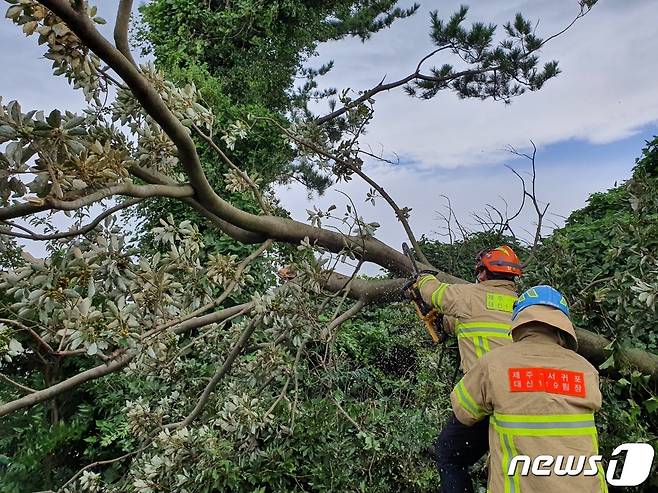 제14호 태풍 '찬투(CHANTHU)'가 북상 중인 17일 오전 7시54분쯤 제주 서귀포시 강정동에서 강풍에 나무 한 그루가 쓰러져 안전조치가 이뤄지고 있다.(제주도 소방안전본부 제공)2021.9.17/뉴스1 © News1 오미란 기자