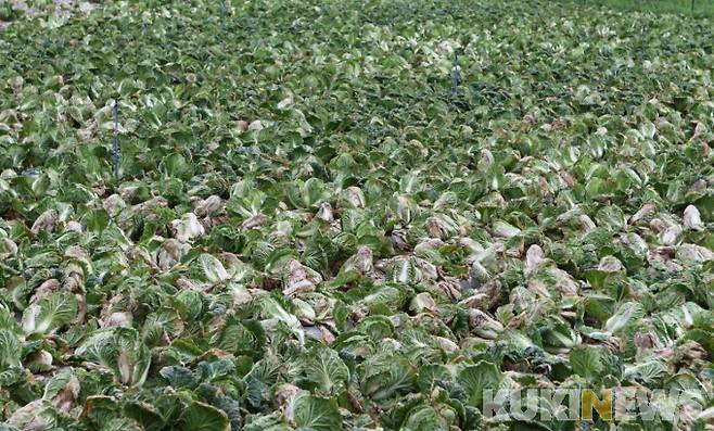 평창 한 고랭지 배추밭이 올 여름 잦은 비로 속이 터지는 등 병충해병이 확산되고 있다.