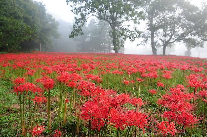 고창 선운산 꽃무릇. *재판매 및 DB 금지