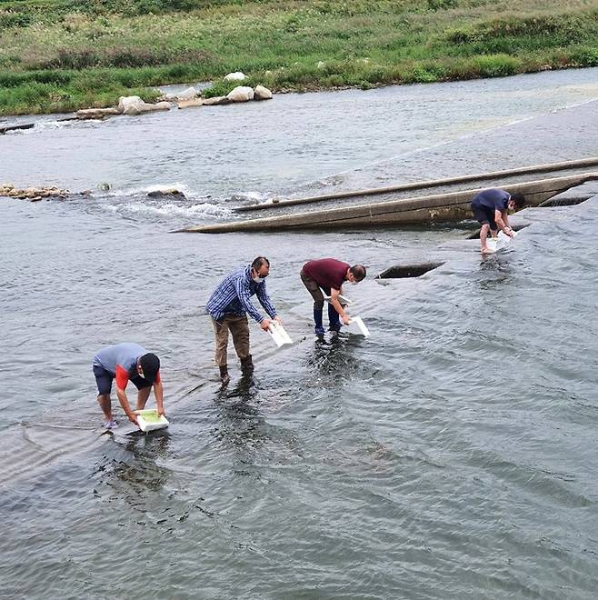 요천 다슬기 방류 모습. *재판매 및 DB 금지