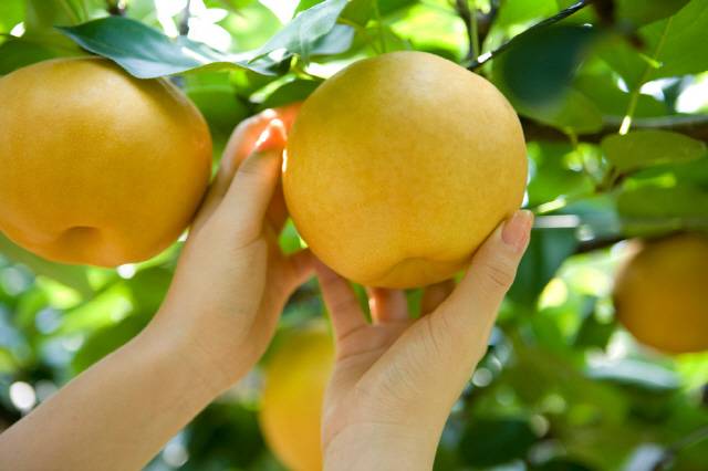 배를 고를 때는 표면에 미세한 검은 균열이 없는지 잘 확인해야 한다./사진=클립아트코리아