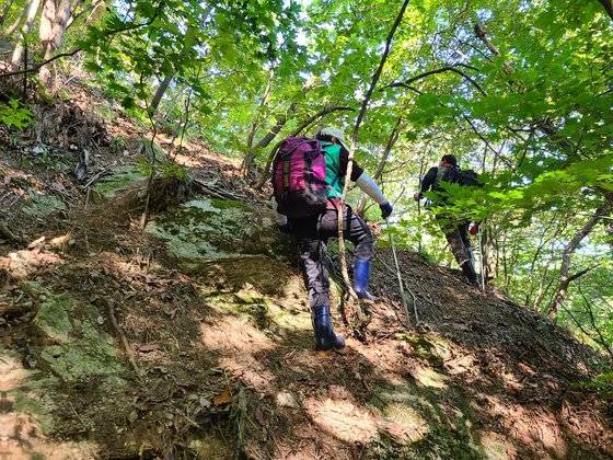 지난 16일 강원 춘천시 사북면 용화산에서 27년째 버섯을 채취해 온 주민이 송이 채취를 위해 산행에 나선 모습. 박진호 기자